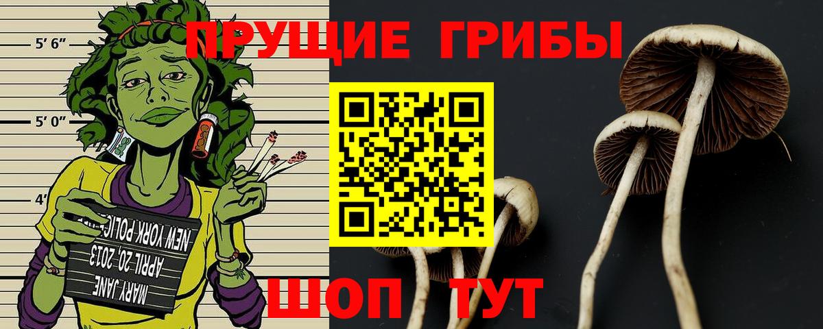 Псилоцибиновые грибы GOLDEN TEACHER  где продают   Подольск  Вход с VPN 